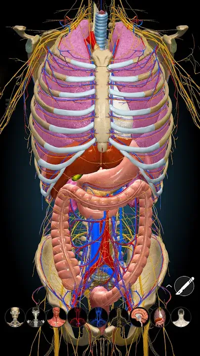 3D-Anatomy-MOD-APK